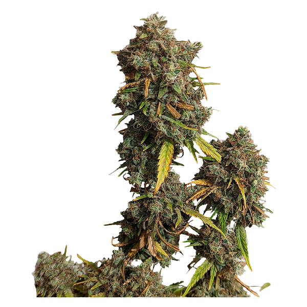 34 Street Seed Co. - Jack Herer Seeds