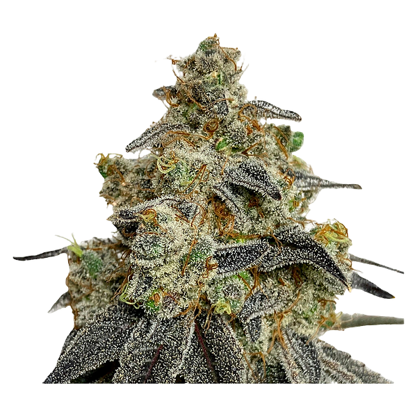 Green Rose Seeds - Crashed Out Cookies Multipack