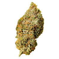 Palmetto - Orange Bud