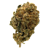 Station House - White Widow