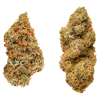 Redecan - Taster Series Variety Pack