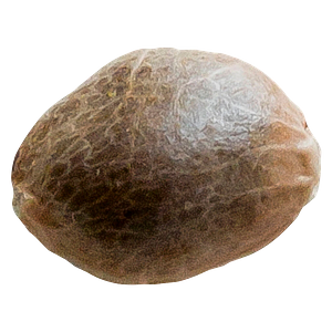 34 Street Seed Co. - Bubba Cheese