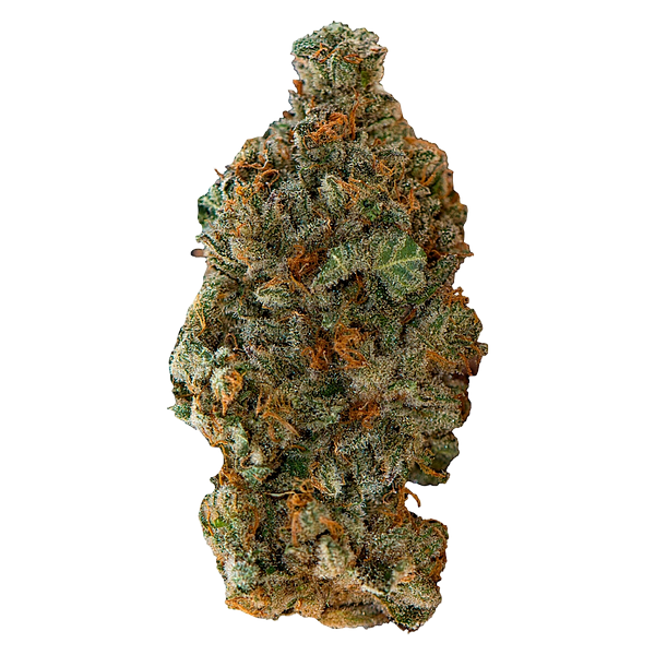 Versus - Gsc (Girl Scout Cookies)