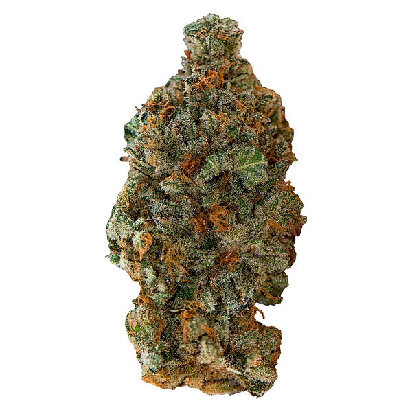 Versus - Gsc (Girl Scout Cookies)