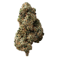 The Loud Plug - Sticky Bunz