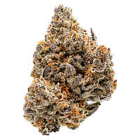 Coterie - Blue Ztarburzt