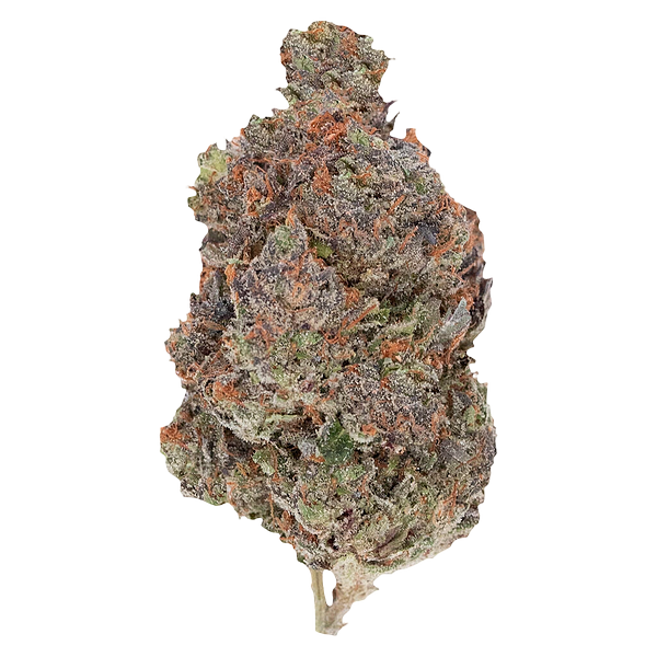 Pistol and Paris - Diablo