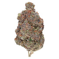 Pistol and Paris - Diablo