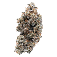 Northern Canna - Frosted Guava Nuts