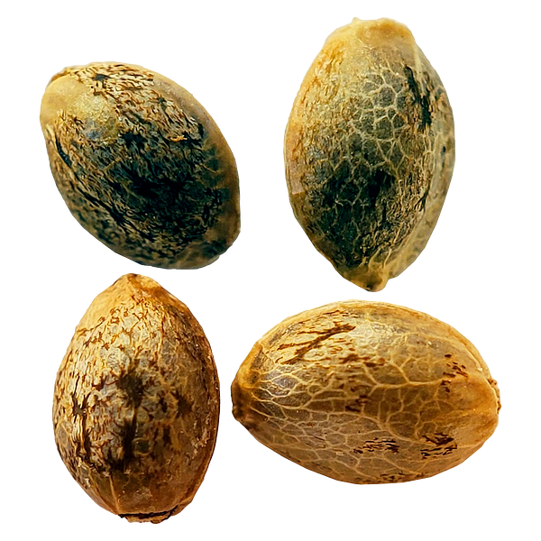 Weathered Islands Craft Cannabis - Cannabis Cup Autoflower Feminized Seed Multi pack