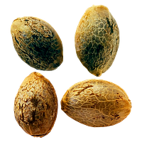 Weathered Islands Craft Cannabis - Cannabis Cup Autoflower Feminized Seed Multi pack