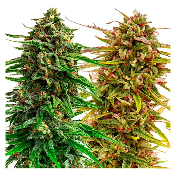 Weathered Islands Craft Cannabis - Cannabis Cup Autoflower Feminized Seed Multi pack