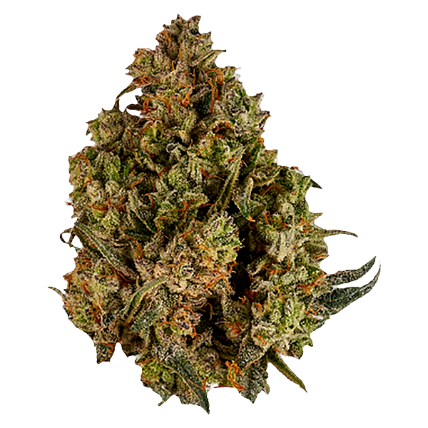 Viola - Halftime (Balanced)