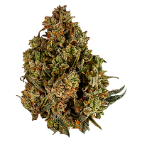 Viola - Halftime (Balanced)