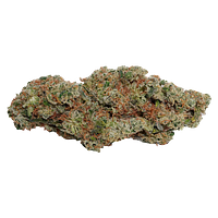 Always Toasted - OG Dutch Dragon