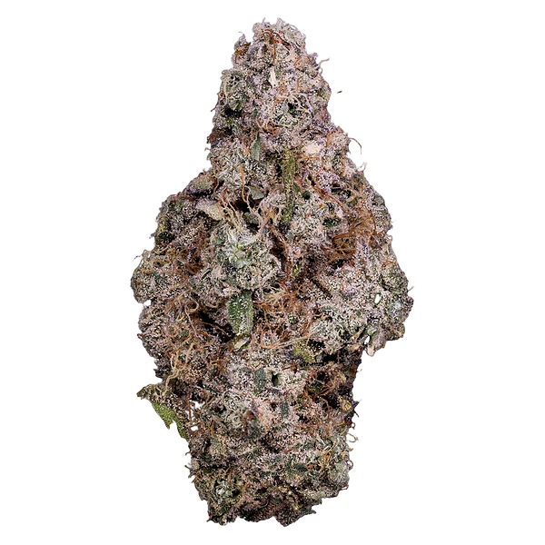 Tribal - Porto Leche