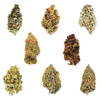 Potluck - Dankmas Feast Variety Pack