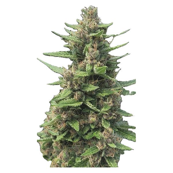 Automatic Ganja - Auto Papaya Apricot Feminized Seeds image 3