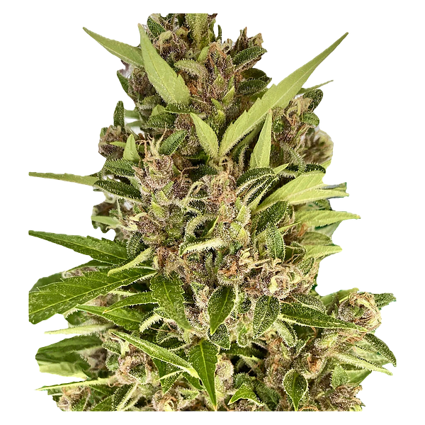 Autoflower Breeder's Club - Amsterdam Skunk Haze THC AUTO regular