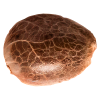 34 Street Seed Co. - Apple Cobbler