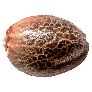 34 Street Seed Co. - Chocolate Kush