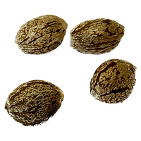 CBD Vault - Pure CBD Gorilla Citrus Photo Feminized