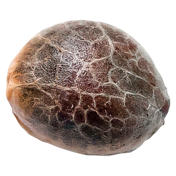 34 Street Seed Co. - Chocolope