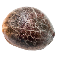 34 Street Seed Co. - Chocolope