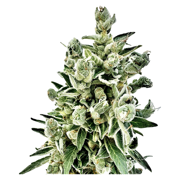 CBD Vault - Pure CBD Gorilla Citrus Photo Feminized