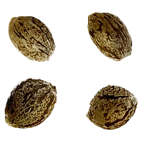 Automatic Ganja - Raspberry Ortega Northern Lights THC AUTO Feminized