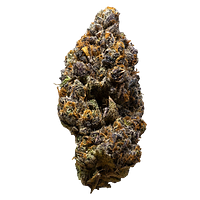 3rd Coast Genetics - Possum