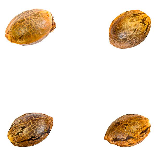 Green Rose Seeds - 41 Ghosts (auto Fem Seeds) image 1