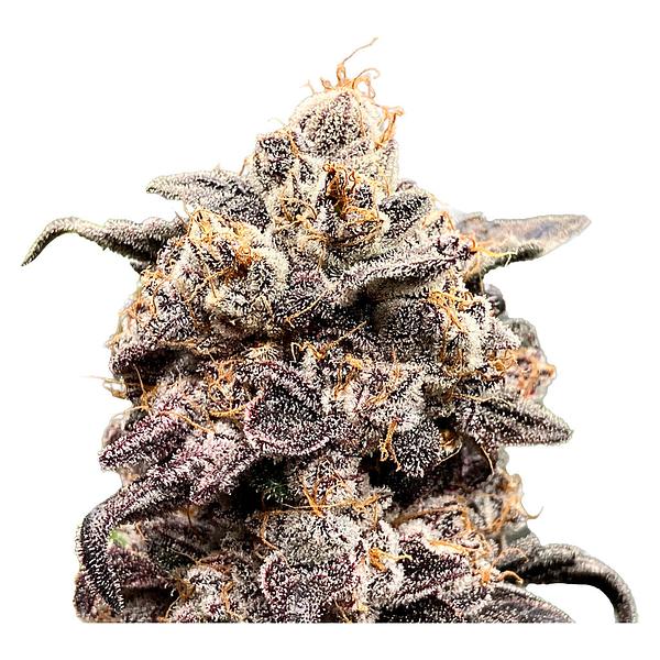 Green Rose Seeds - 41 Ghosts (auto Fem Seeds) image 3