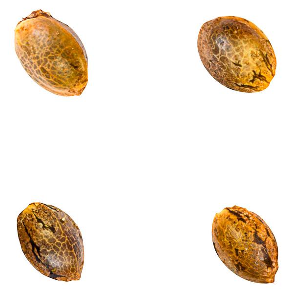 Green Rose Seeds - Crasher Breath image 1