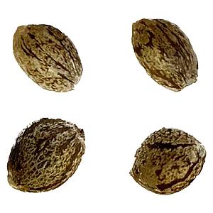 Automatic Ganja - Auto Gelato Biscotti Feminized Seeds