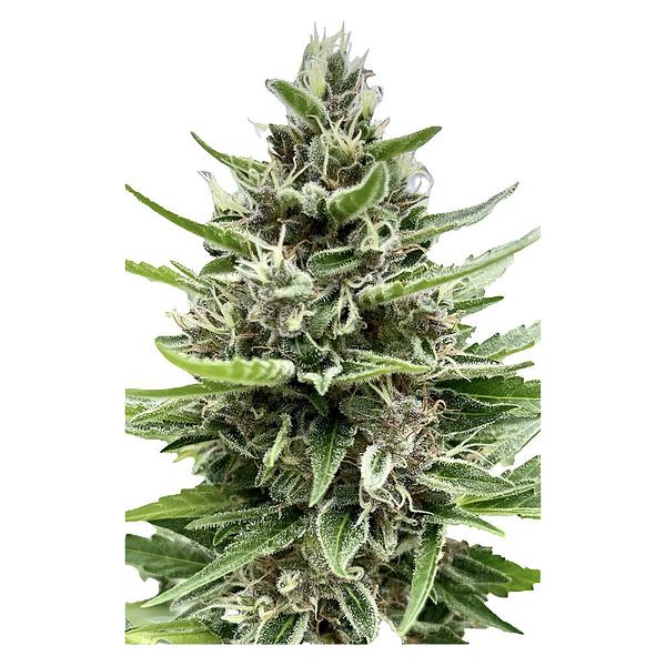Automatic Ganja - Auto Gelato Biscotti Feminized Seeds image 3