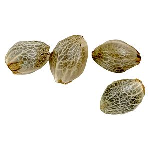 Weathered Islands Craft Cannabis - Sugar Diesel Feminized Autoflower Seeds