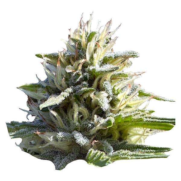 Weathered Islands Craft Cannabis - Sugar Diesel Feminized Autoflower Seeds