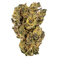 WINK - Citrus Tsunami