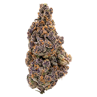 Ivory - Platinum Glow