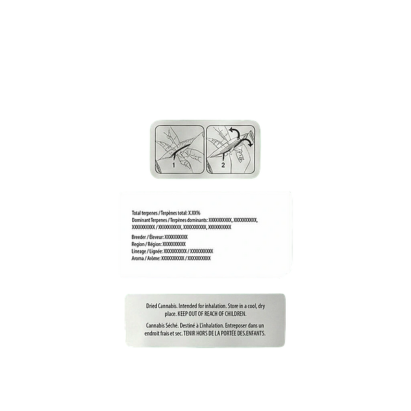 Ivory - Aurora Frost