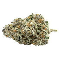 Encore - Back Stage Pass Sativa