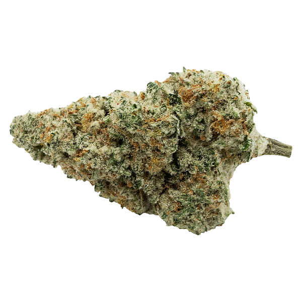 Encore - Back Stage Pass Indica