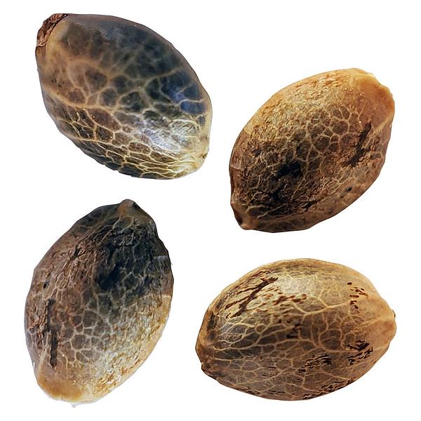 Weathered Islands Craft Cannabis - BC West Coast Feminized Seed Multi Pack