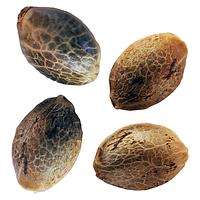 Weathered Islands Craft Cannabis - BC West Coast Feminized Seed Multi Pack