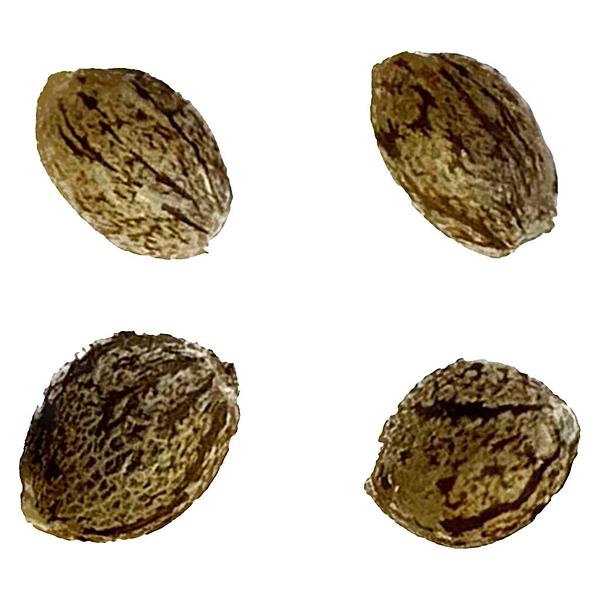Automatic Ganja - Auto Gorilla Grape Femilized Seeds
