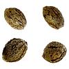 Automatic Ganja - Auto Gorilla Grape Femilized Seeds thumbnail 1
