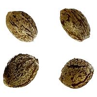 Automatic Ganja - Auto Gorilla Grape Femilized Seeds