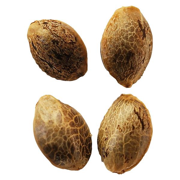 Weathered Islands Craft Cannabis - Lemon Sunshine Autoflower Feminized Seeds