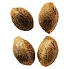 Weathered Islands Craft Cannabis - Lemon Sunshine Autoflower Feminized Seeds thumbnail 1
